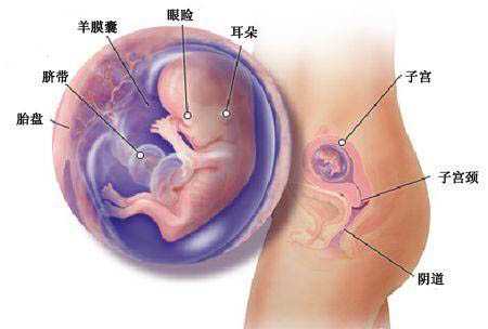 武汉孕宝公司_试管婴儿取几个卵就得到几个胚胎